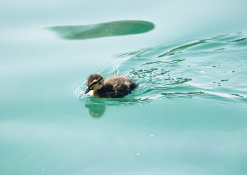 A duckling on the canal in King's Cross