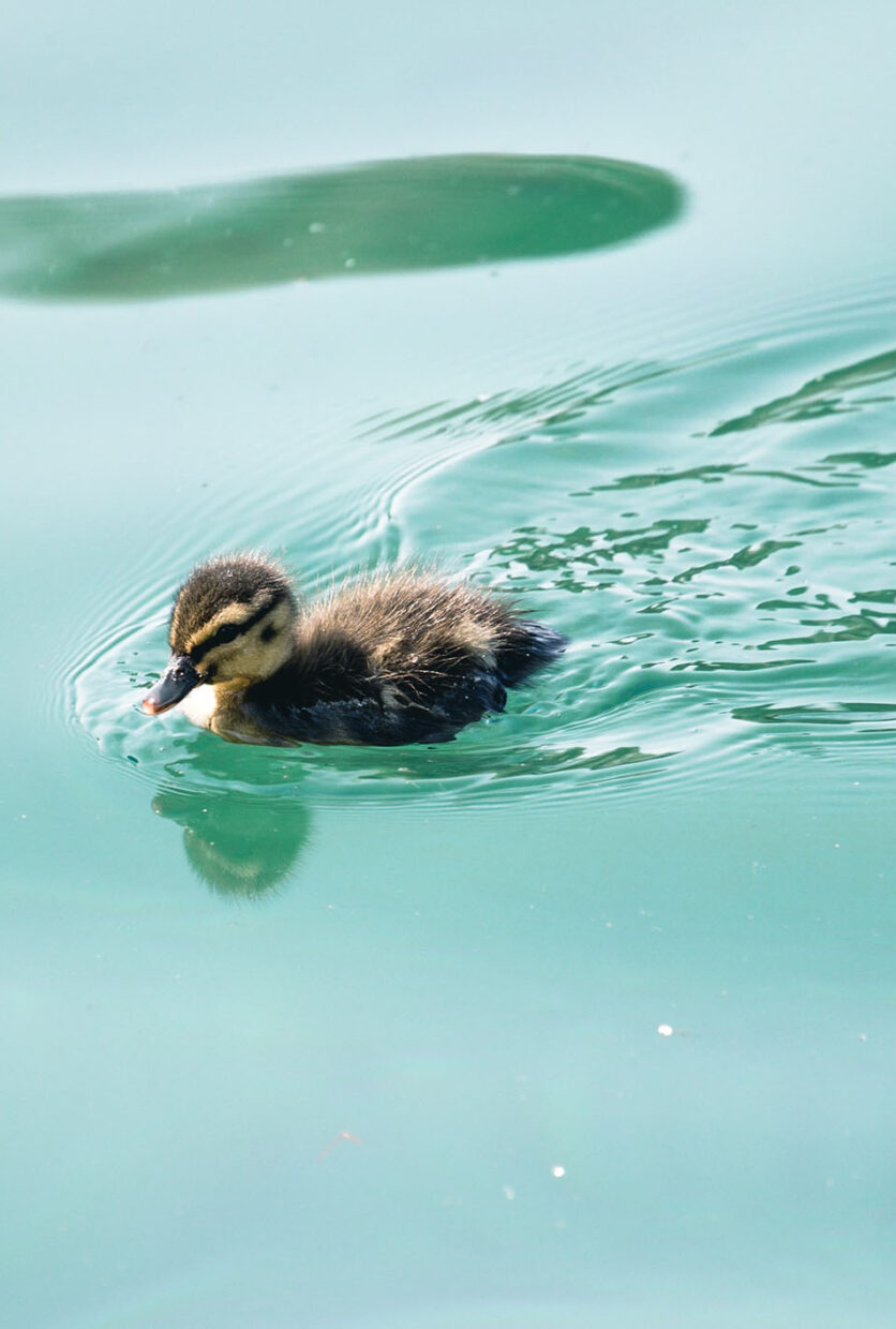 A duckling on the canal in King's Cross